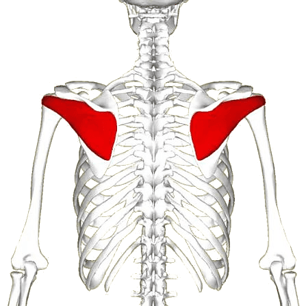Infraspinatus