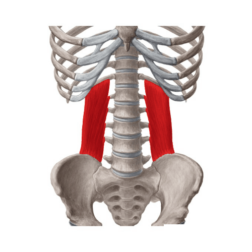 Quadratus lumborum