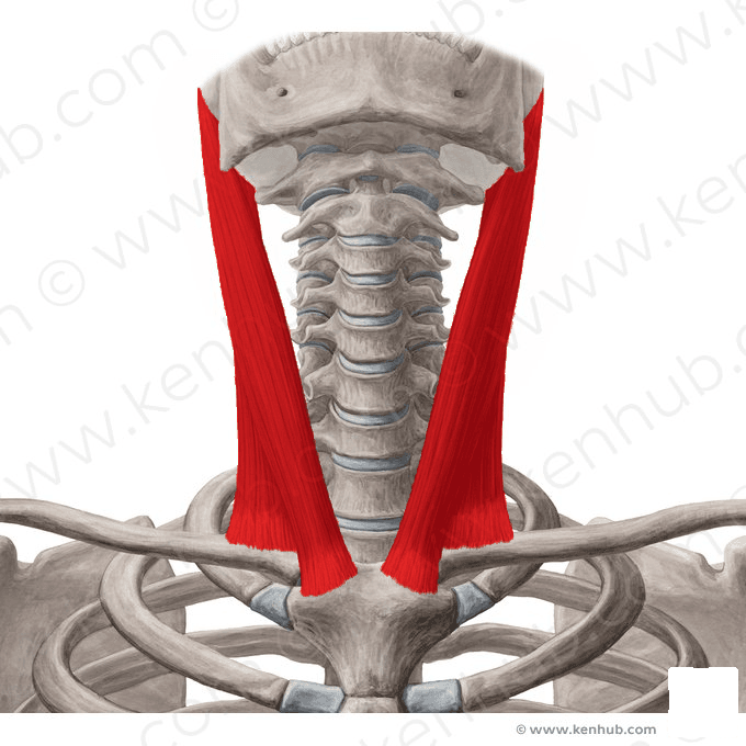 Sternocleidomastoideus