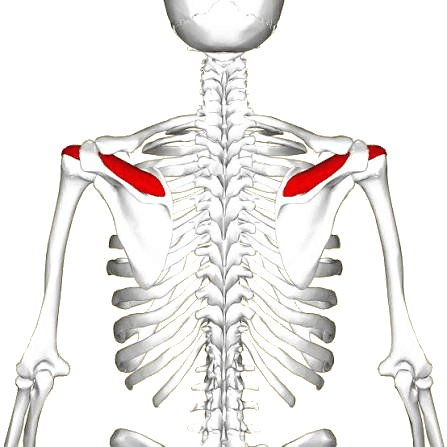 Supraspinatus